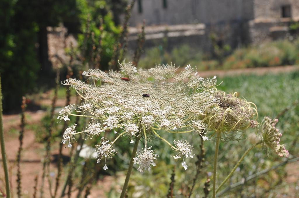 Séjour à la campagne Sa Campaneta Puigpunyent (Mallorca)
